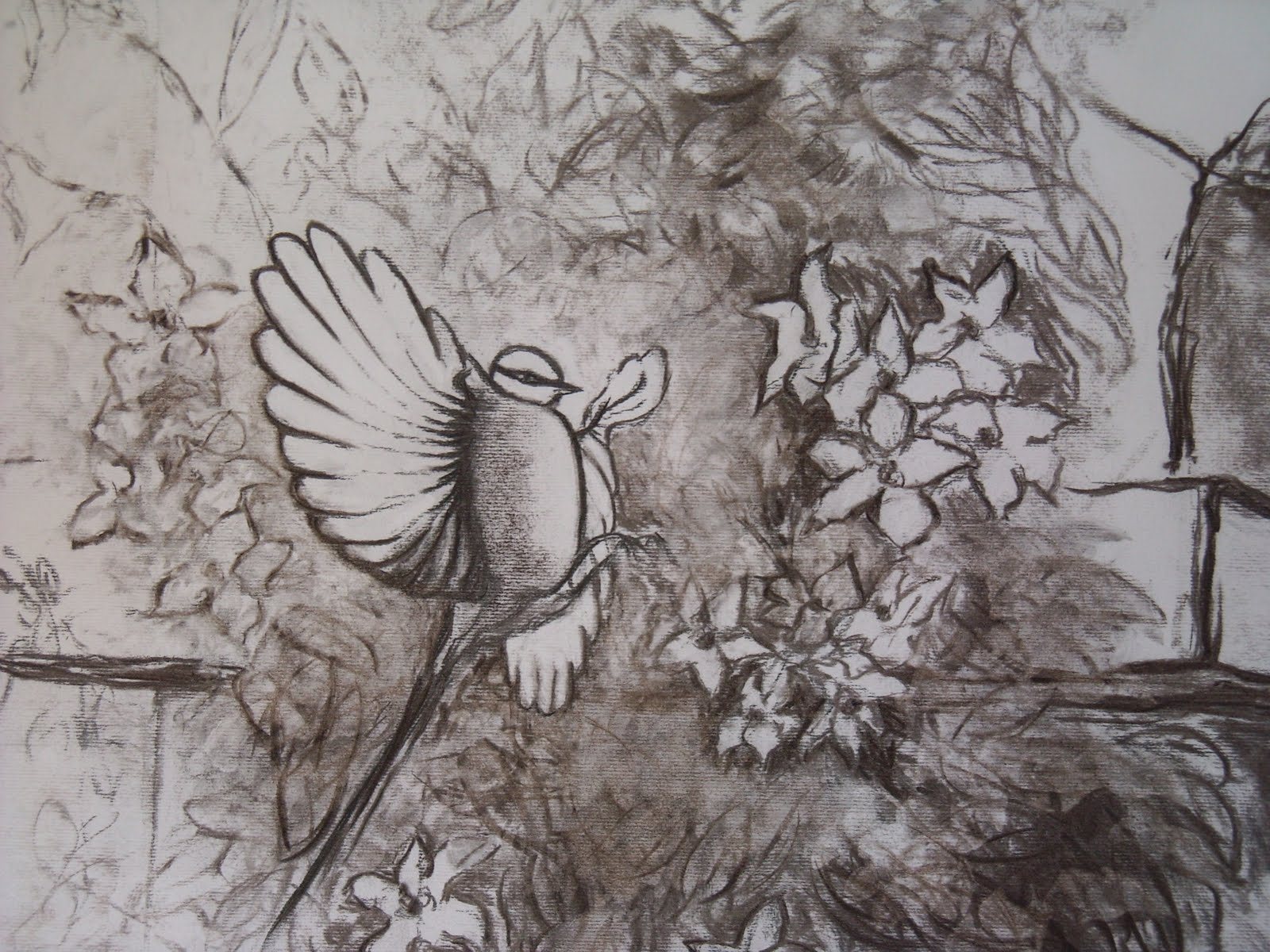 le-colibri-48x66cm-fusain